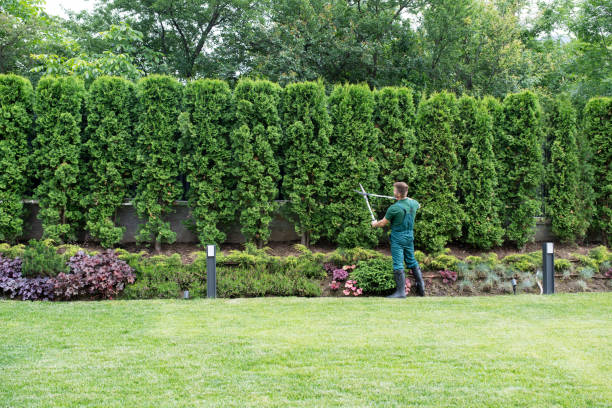 How Our Tree Care Process Works  in Little Flock, AR